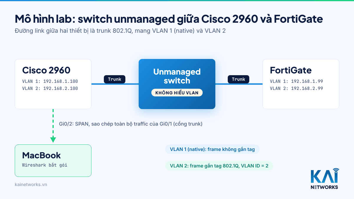 Switch Unmanaged Có Hiểu VLAN Tag 802.1Q Không? Lab Thực Tế (Kiến Thức CCNA) 1 Mô hình lab switch unmanaged đặt giữa Cisco 2960 và FortiGate trên đường trunk 802.1Q, MacBook bắt gói bằng SPAN